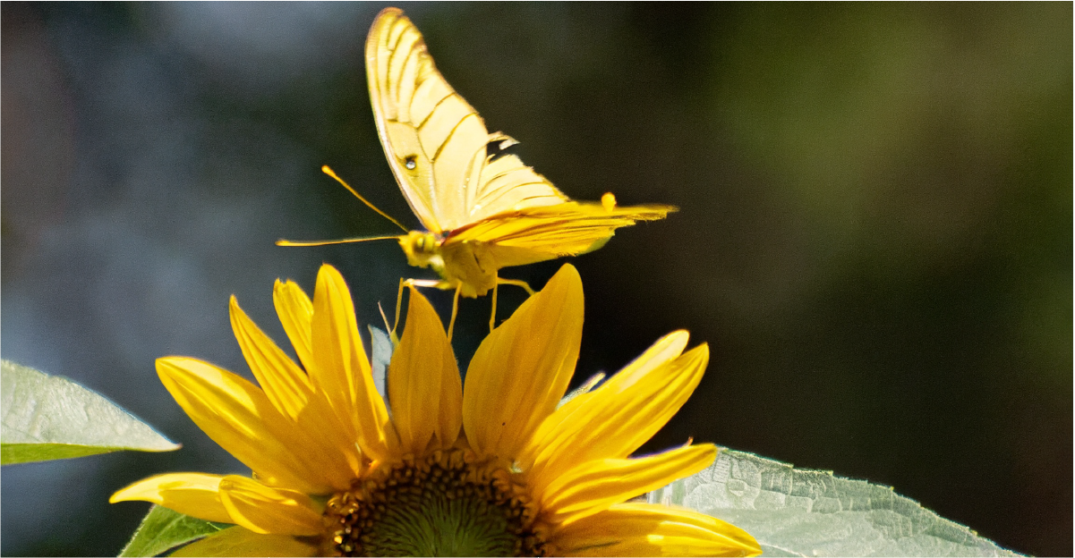 Photo d'un tournesol avec un papillon jaune