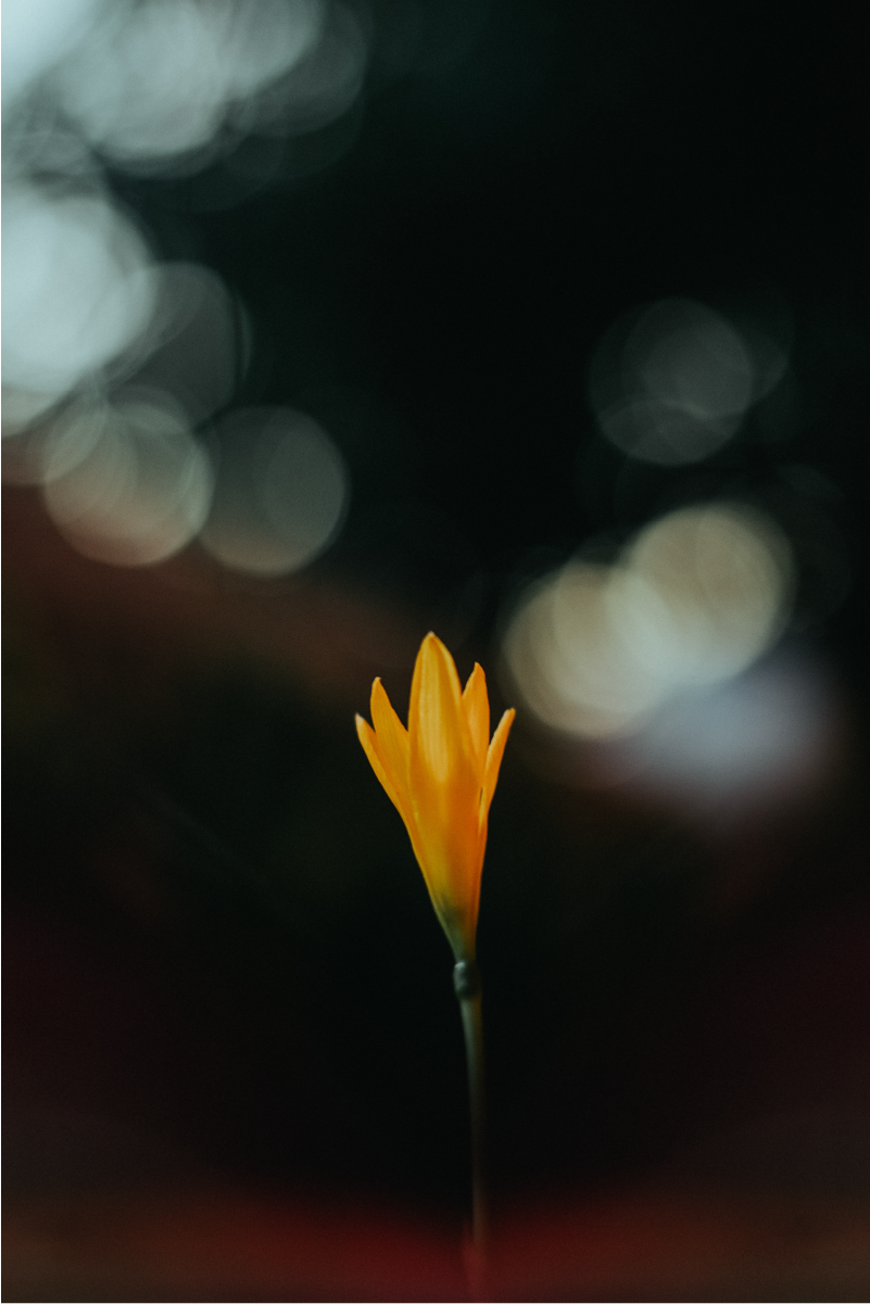 Photo d'une fleur jaune