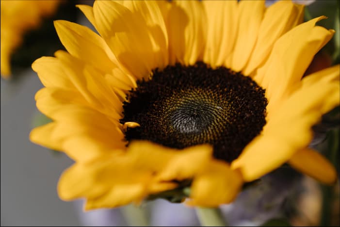 Photo d'un tournesol en gros plan